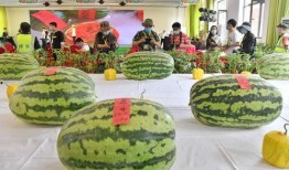 吃瓜大赛 国内吃瓜爆料黑料,国内爆料黑料背后的真相与争议