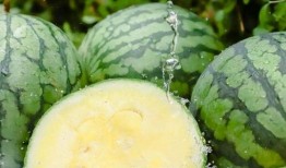 吃瓜大赛 国内吃瓜爆料黑料,国内爆料黑料背后的真相与争议